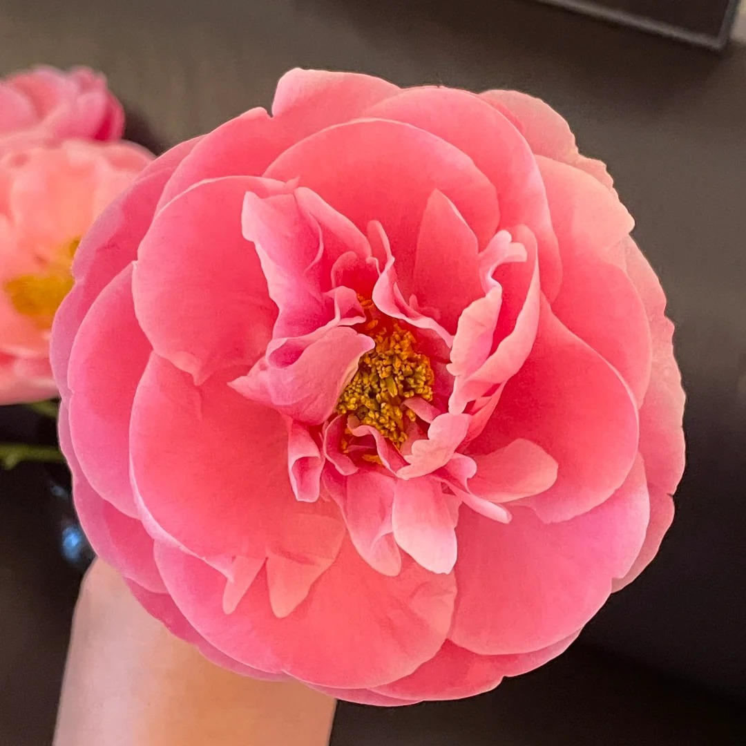 【鲑鱼雪纺】芍药直播间芍药基地直发高品质鲜切花生活鲜花