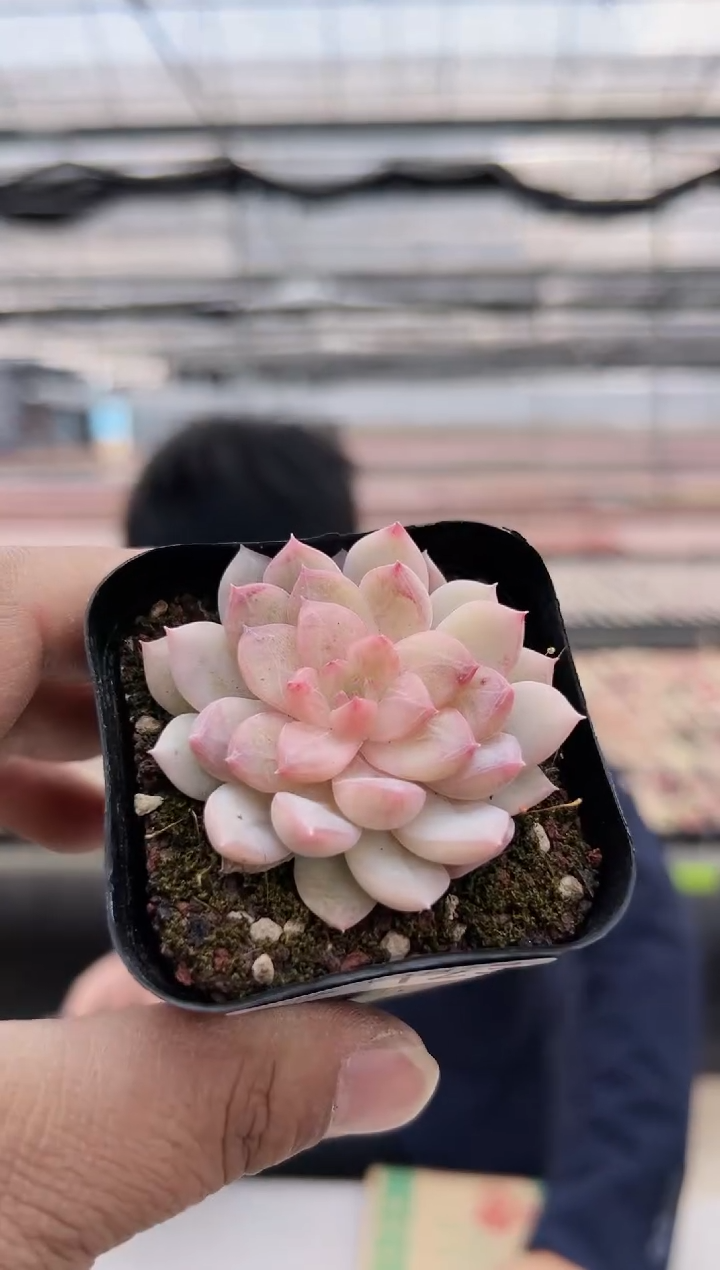 【闪购商品】新款多肉-123