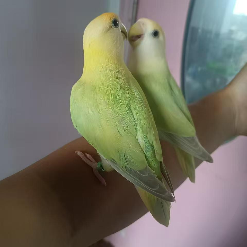 牡丹鹦鹉手养鹦鹉（一物一拍）