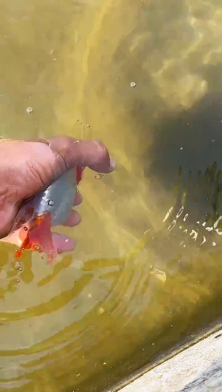 金鱼吃**胖水娃娃渔场观赏鱼兰寿金鱼 不包邮
