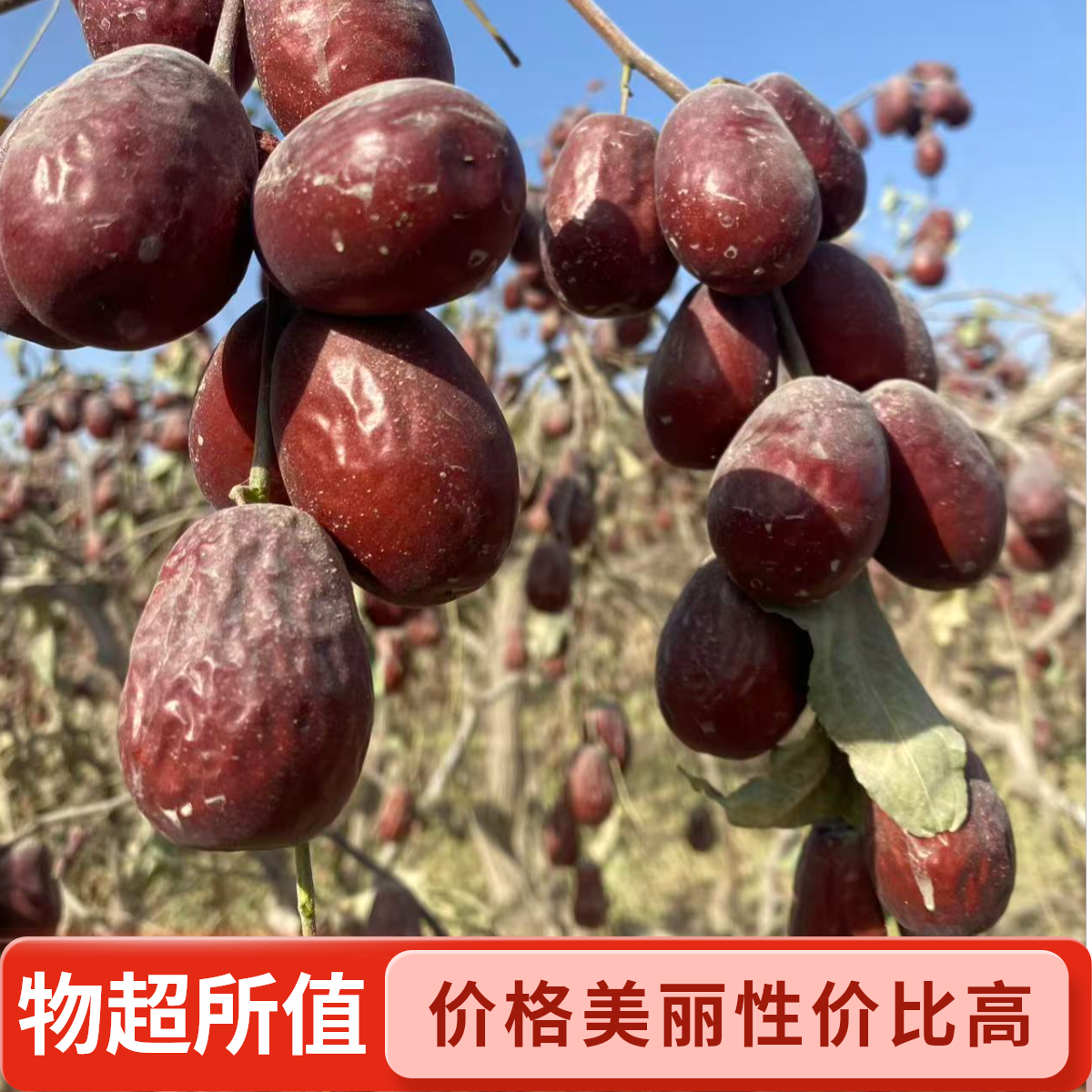 【新枣】新疆和田大枣新货王原生态自然风干吊干枣粥煲汤红枣