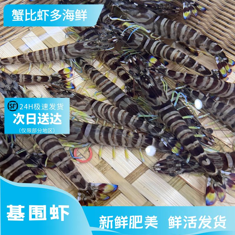 鲜活基围虾  大号 25 只左右/特大号 15-20 只