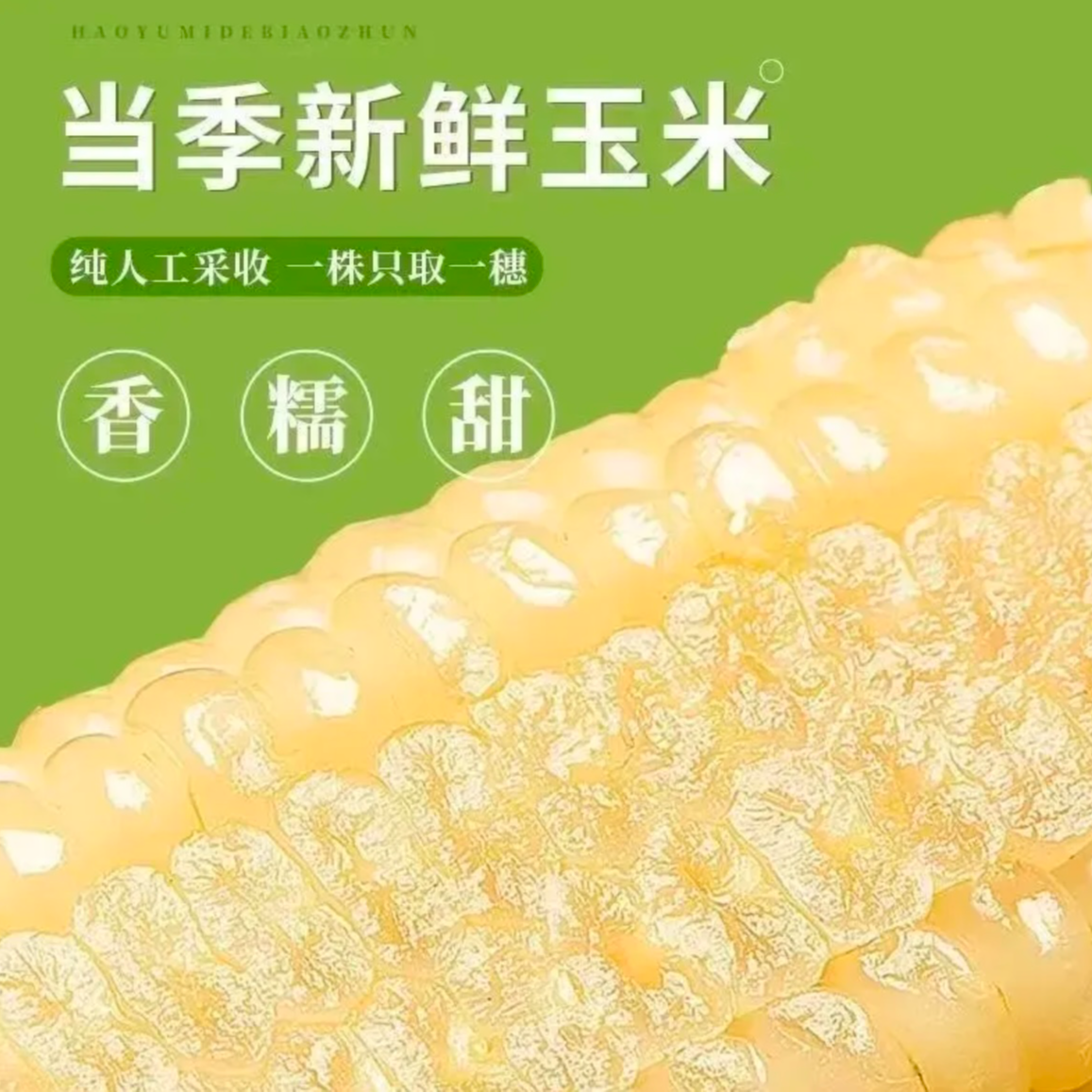 黑龙江精选黑土种植大棒白糯玉米大棒银铝包装软糯健康代餐首选