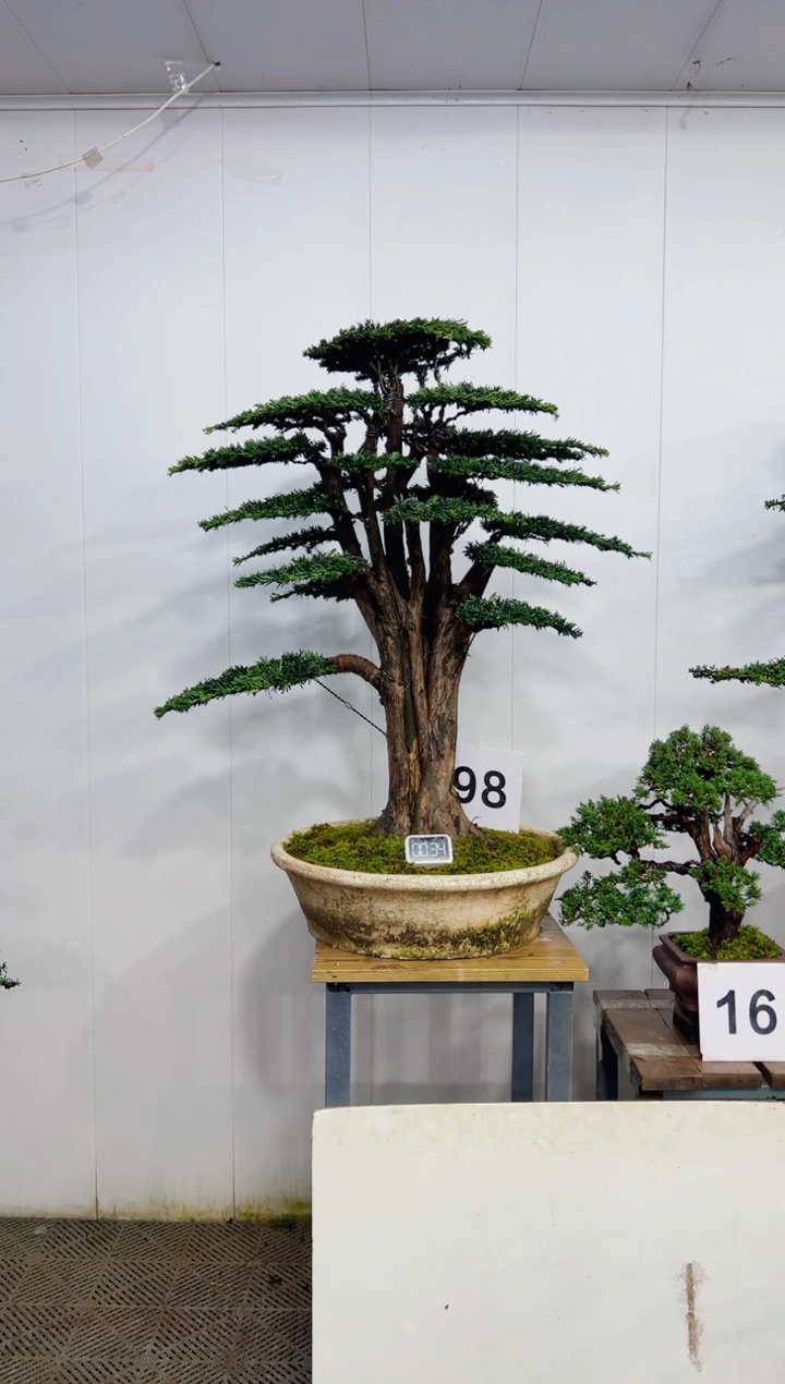 无花朵造型盆景一物一拍