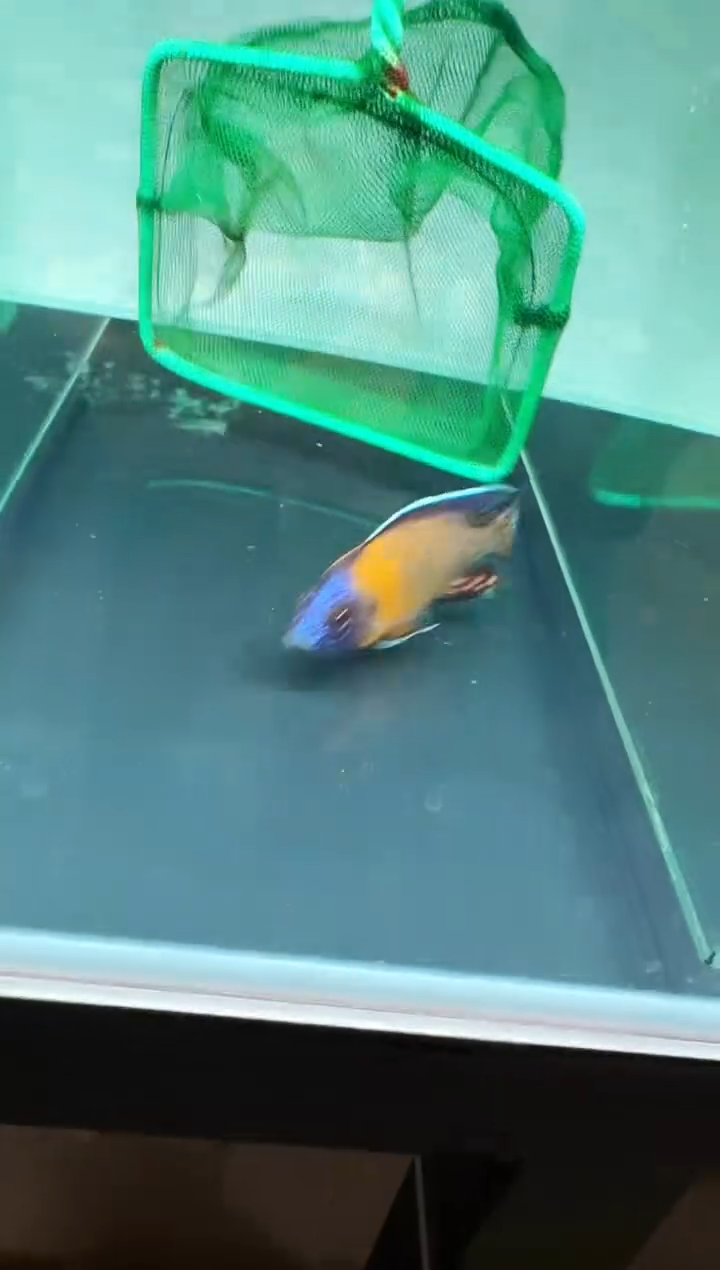 慈鲷鱼尤西娅太阳孔雀8-9cm一条