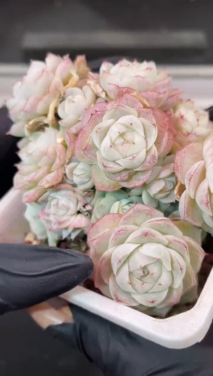 闪购1915  白体紫边线包包女王群多肉一颗    