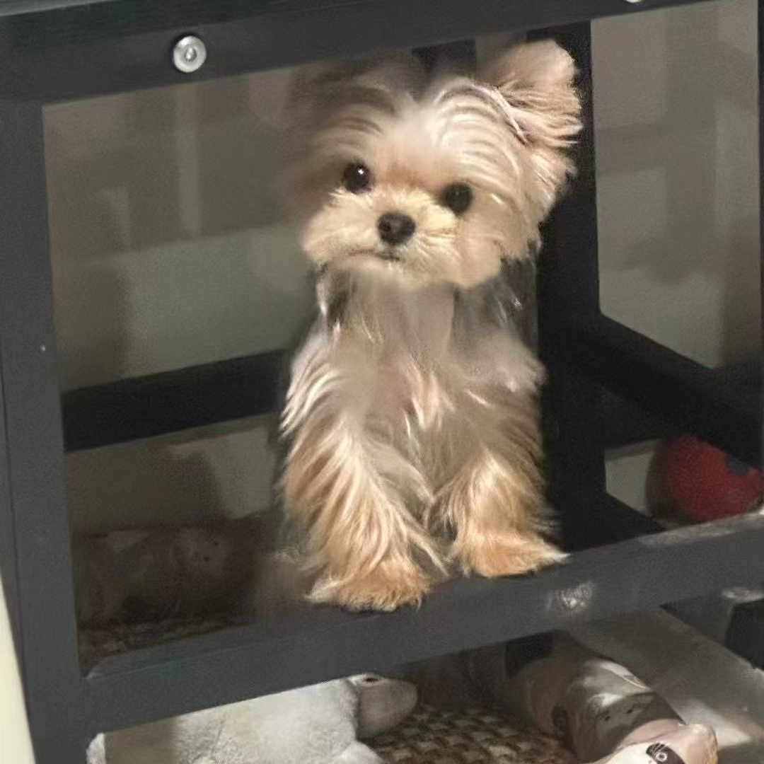 【马尔济斯弟弟妹妹x】活体狗狗链接