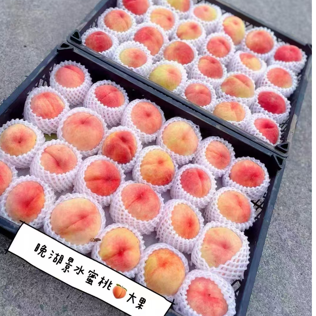 【张张优选 晚湖景水蜜桃】高品质福利 产地直采 新鲜到货 皮薄水多四川省