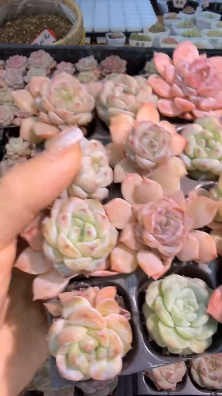 珍妮+糖心混1盒 12颗量拍混发满9.9包邮