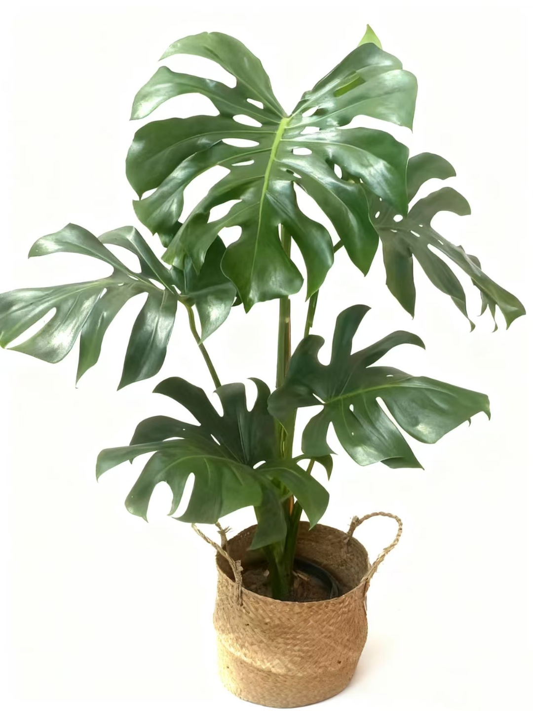 老桩..龟背竹大型植物客厅办公司净化空气绿植北欧ins