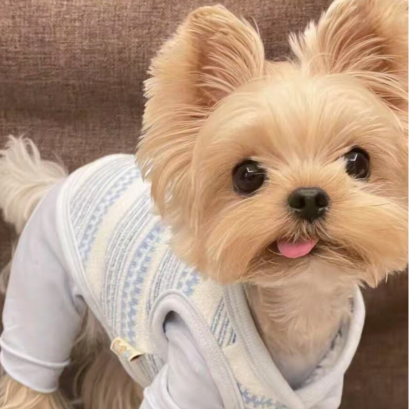 【大园家约克夏C】宠物活体幼体约克夏 雪纳瑞 比熊 小狗萌犬