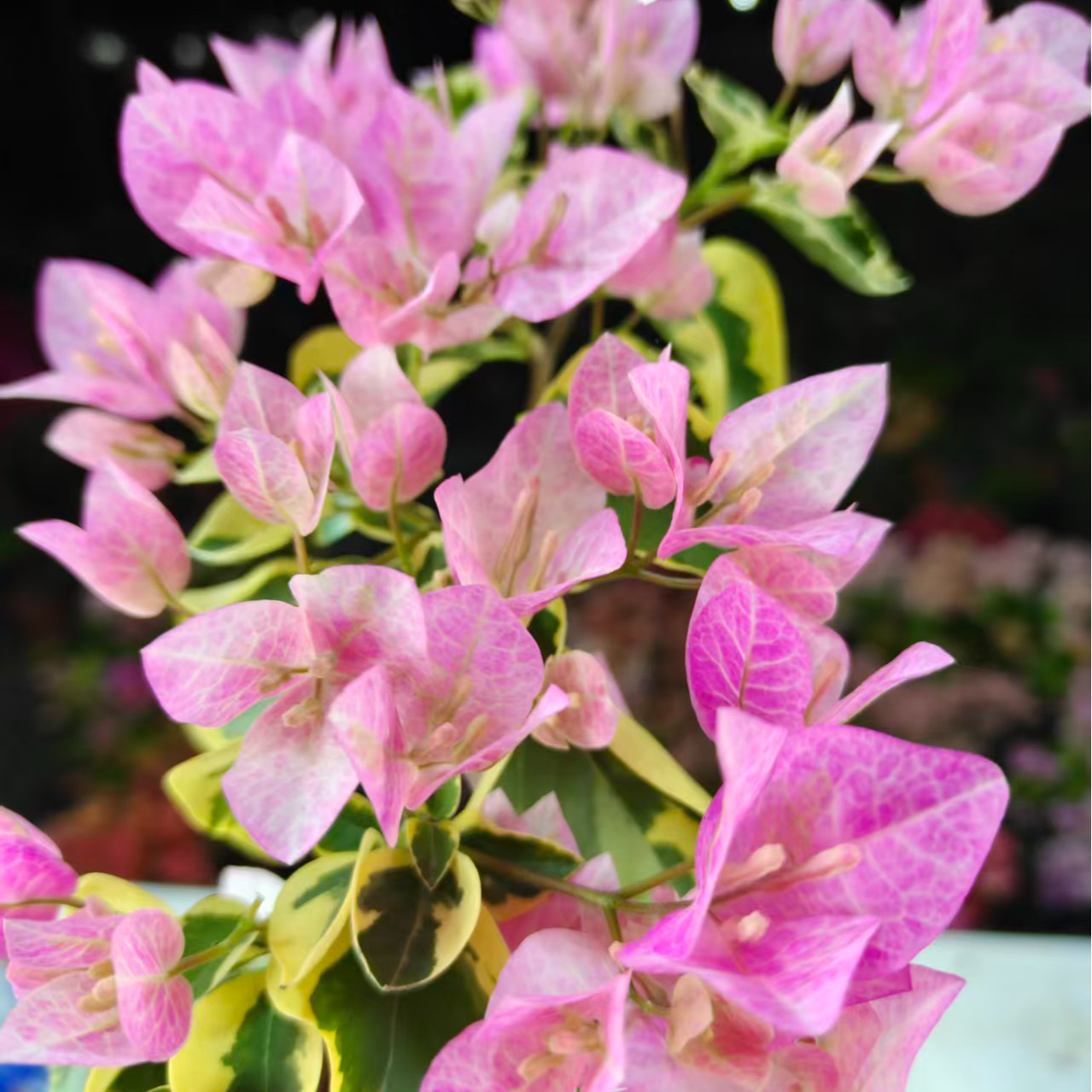 【金边五宝】超新勤花品种原盆原土带花带叶基地直发