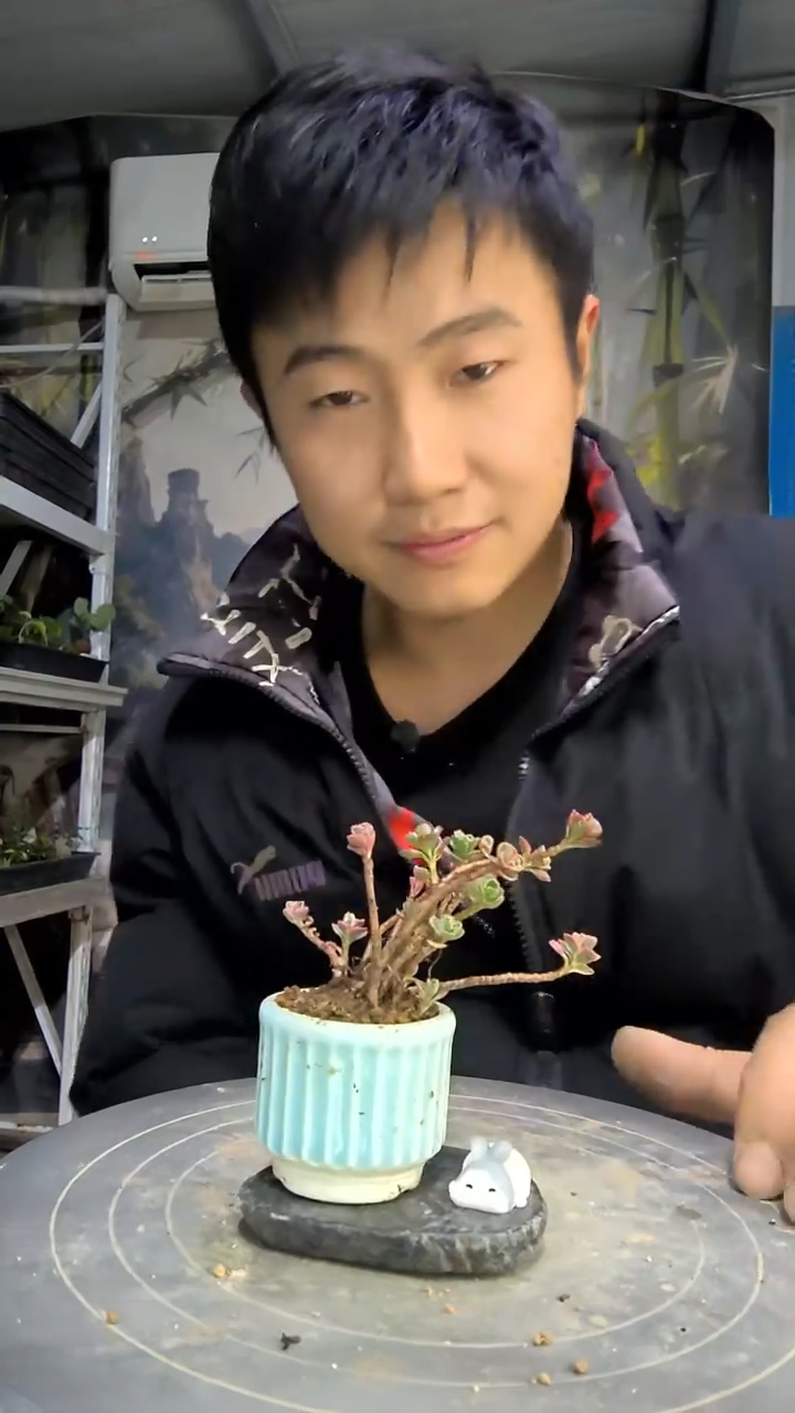 仰****猫中青园艺一物一拍花174