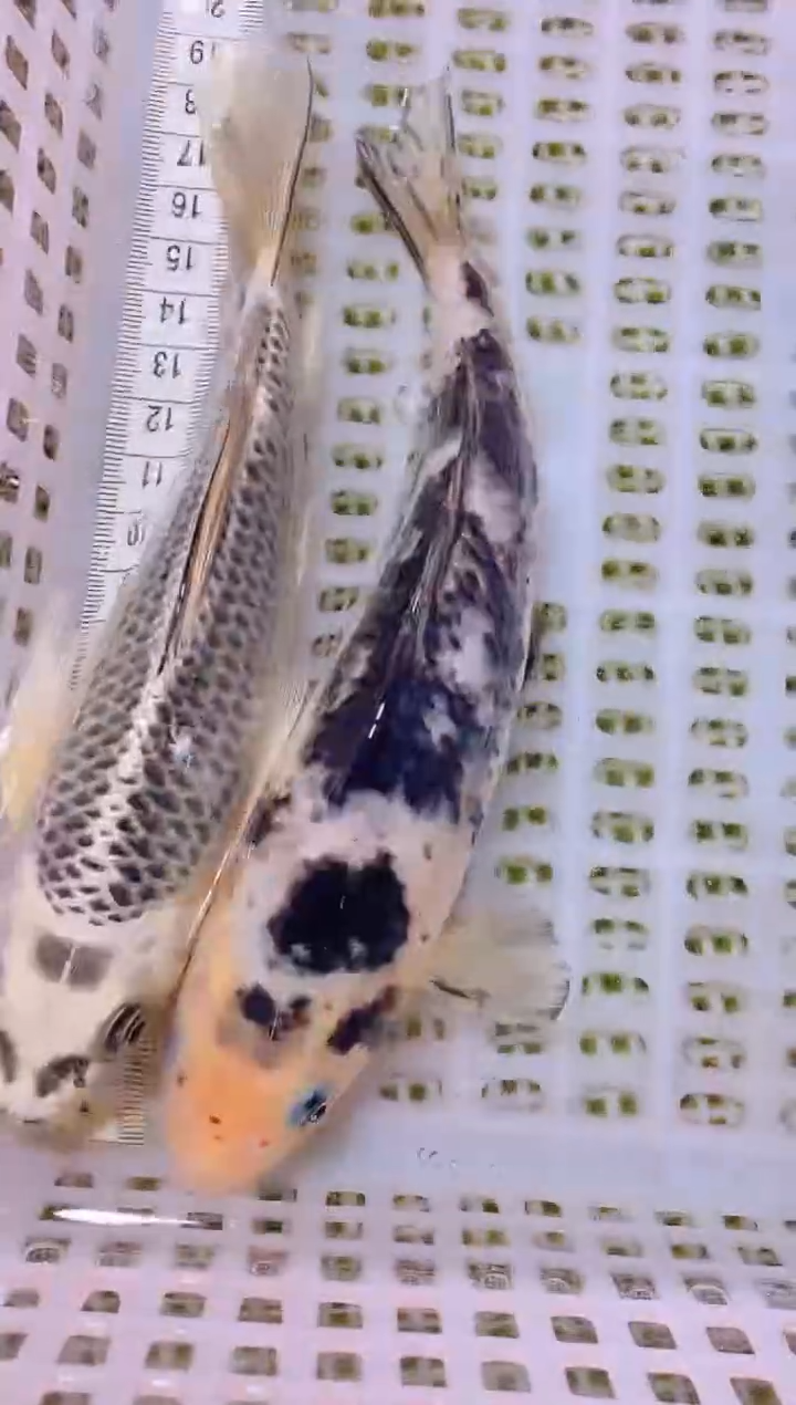 锦鲤冷水观赏鱼全场包邮167