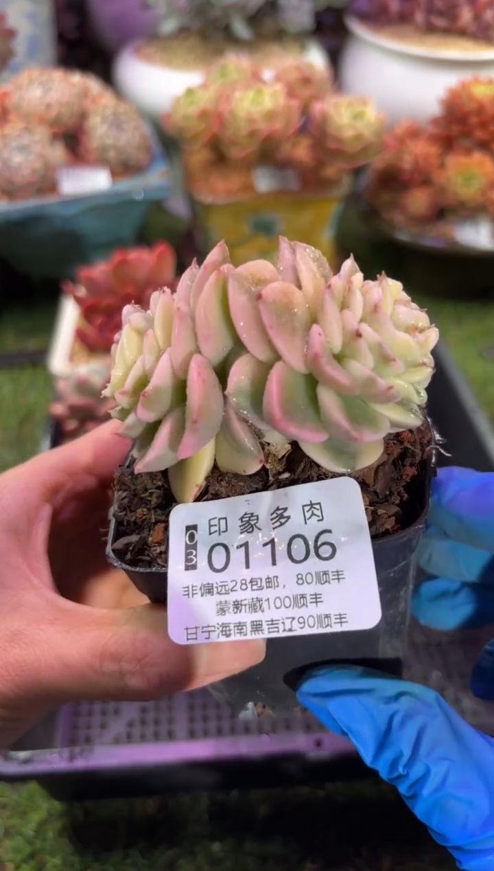 【闪购商品】01106