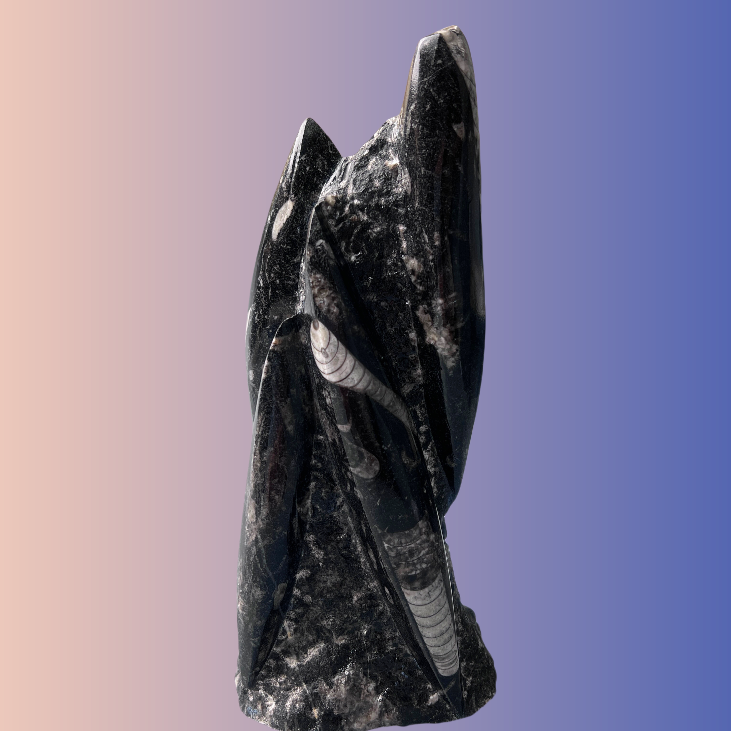 【 直角石】238.2mm 摩洛哥 泥盆纪 古贝壳 A4