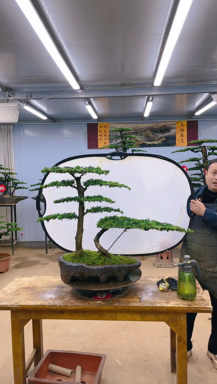 【闪购商品】精品盆景  一物一拍