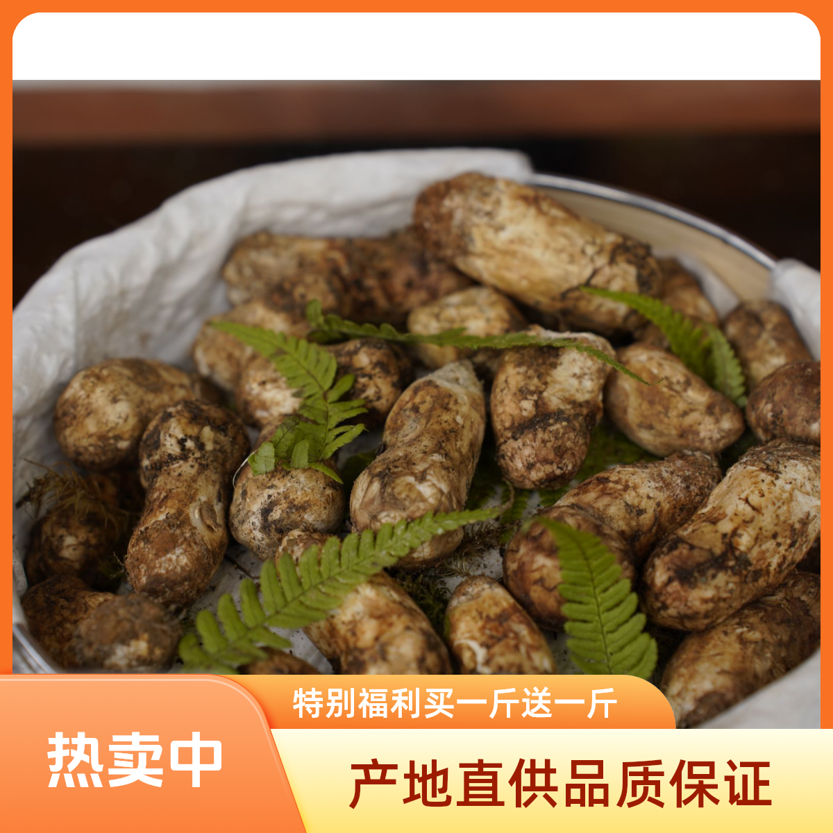 云南香格里拉新鲜松茸 自吃实惠款（买一斤送一斤）特价不支持售后