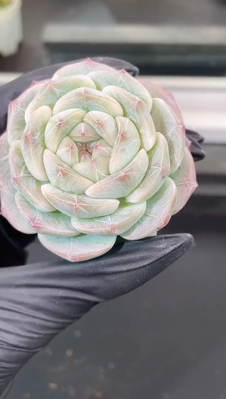 闪购1877  大号云之羽多肉一颗  