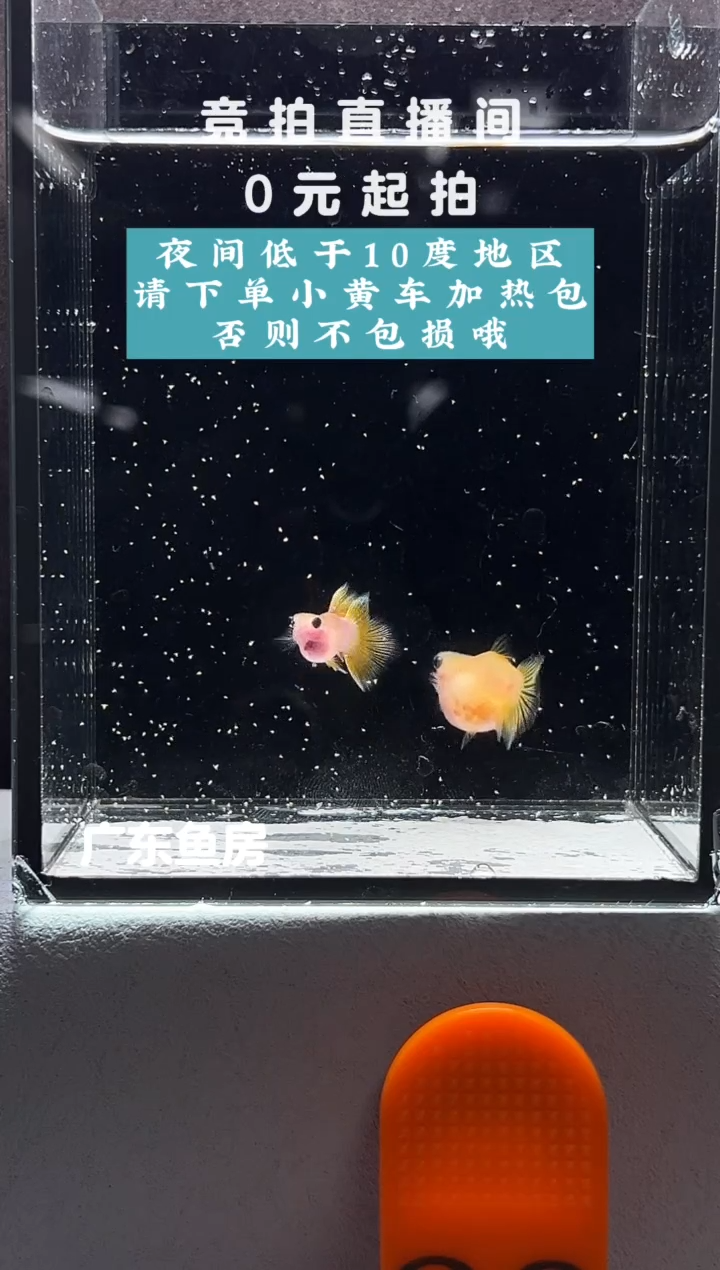 孔雀鱼幻彩粉猫球一对编号29