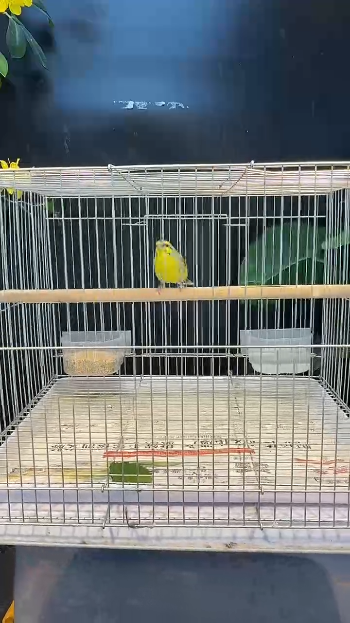 40号  金清养笼0元起拍 