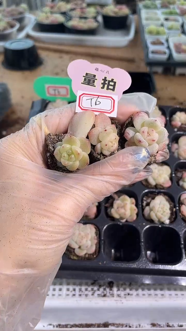 T6 单双混 3颗量拍混发 满9.9包邮