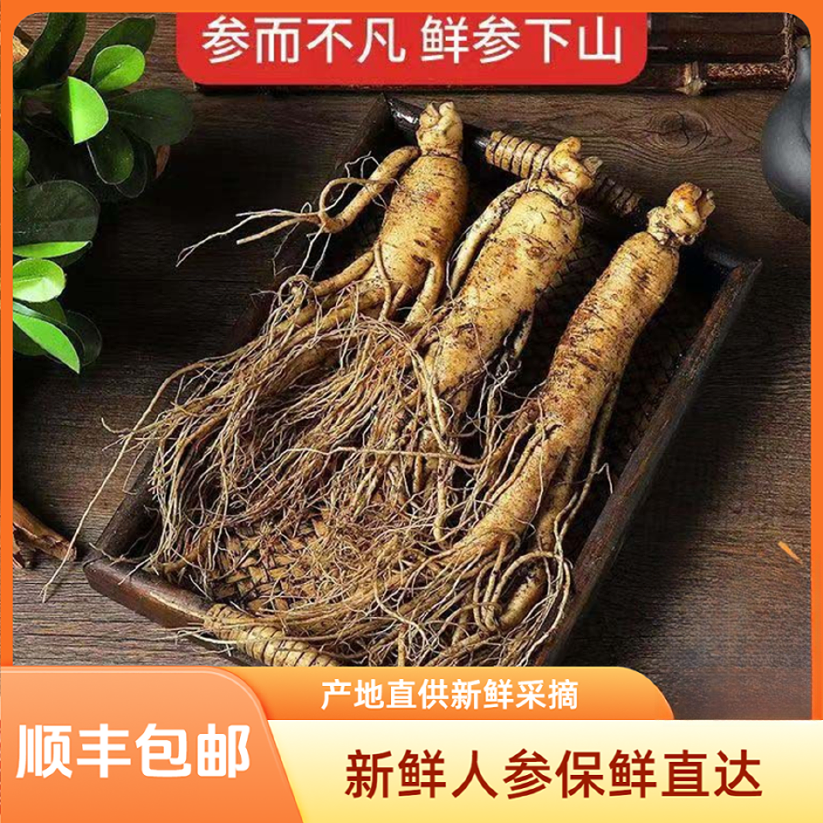 ②号【精品边条参】长白山新鲜人参东北特产吉林煲汤煮茶泡酒送礼