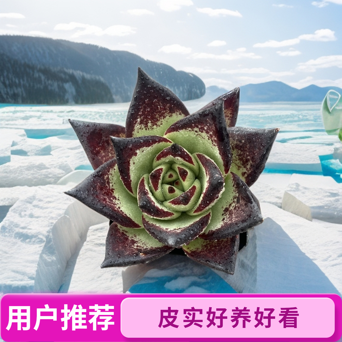 黑魔王 乌木界的天花板带盆土发（2单包邮实物以直播间展示为准）