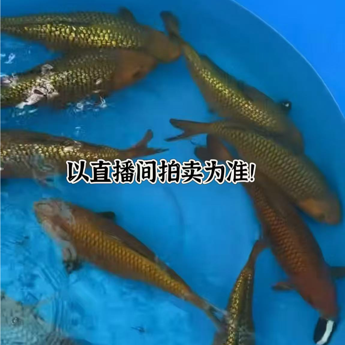 31号日本纯种锦鲤活鱼红白大正昭和丹顶白写淡水冷水观赏鱼