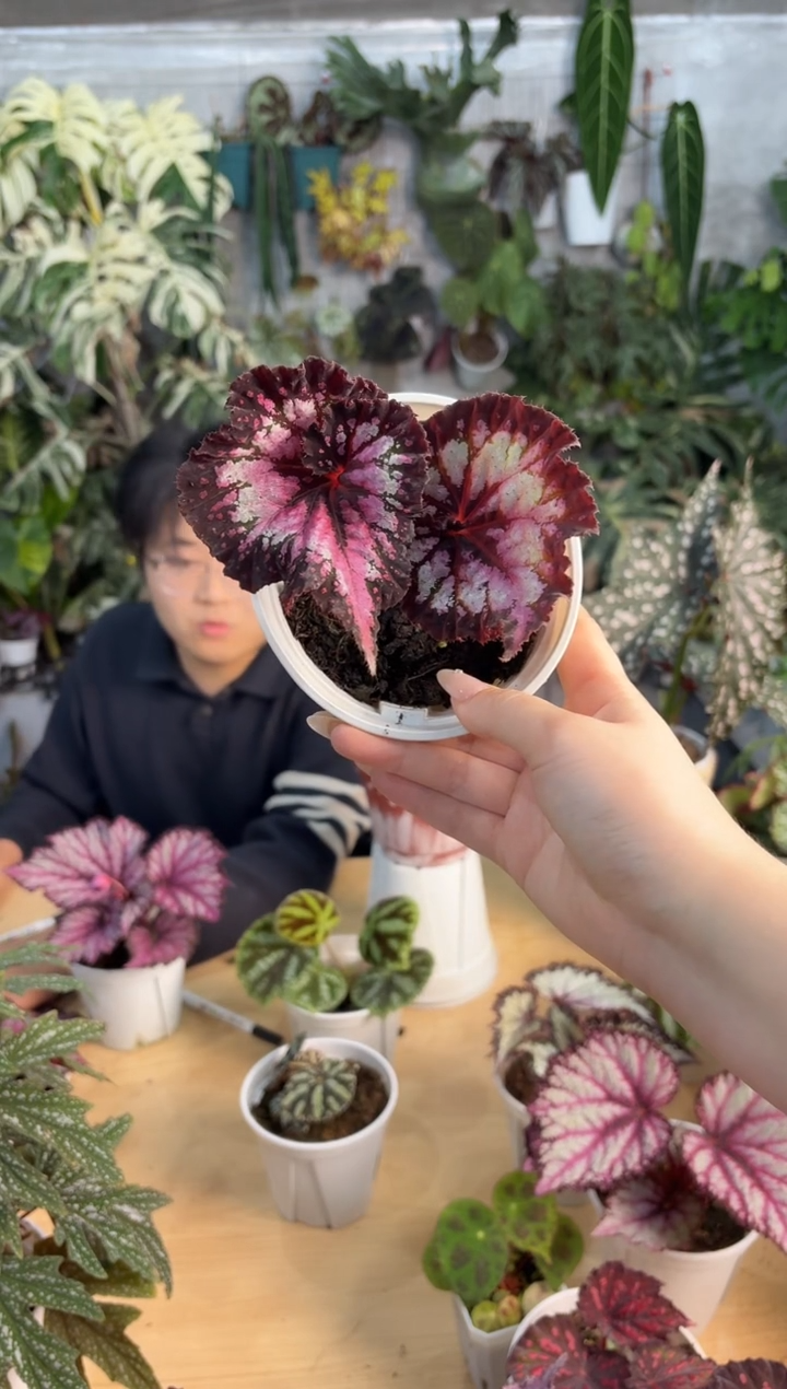 完全开放杂菜01秋海棠