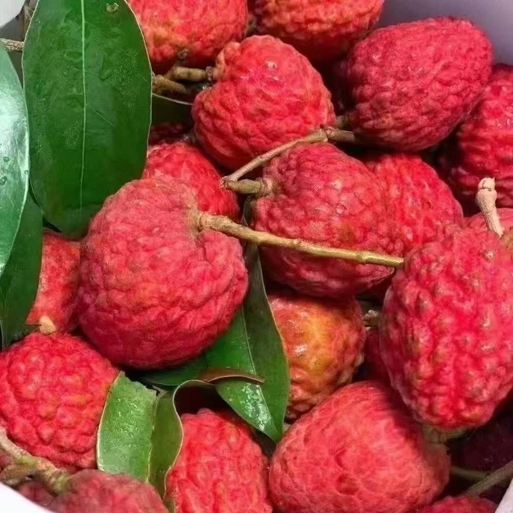 【双福翠宝宝】广东增城仙进奉荔枝 树熟高甜 皮薄纯甜 只发川渝