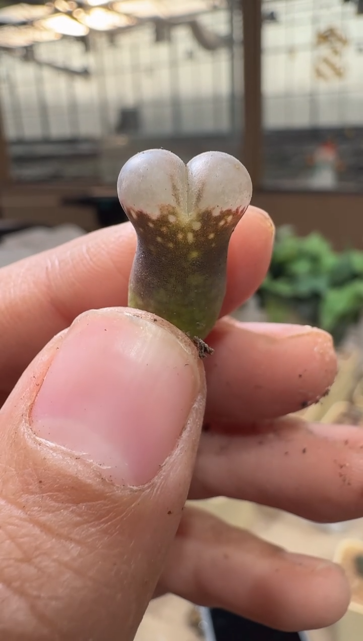 28-279多肉植物肉锥蓝粉气球窗