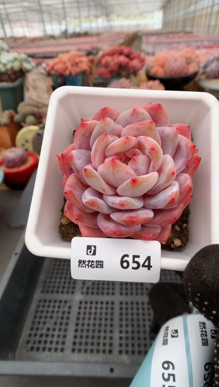 654雪天使一物一拍