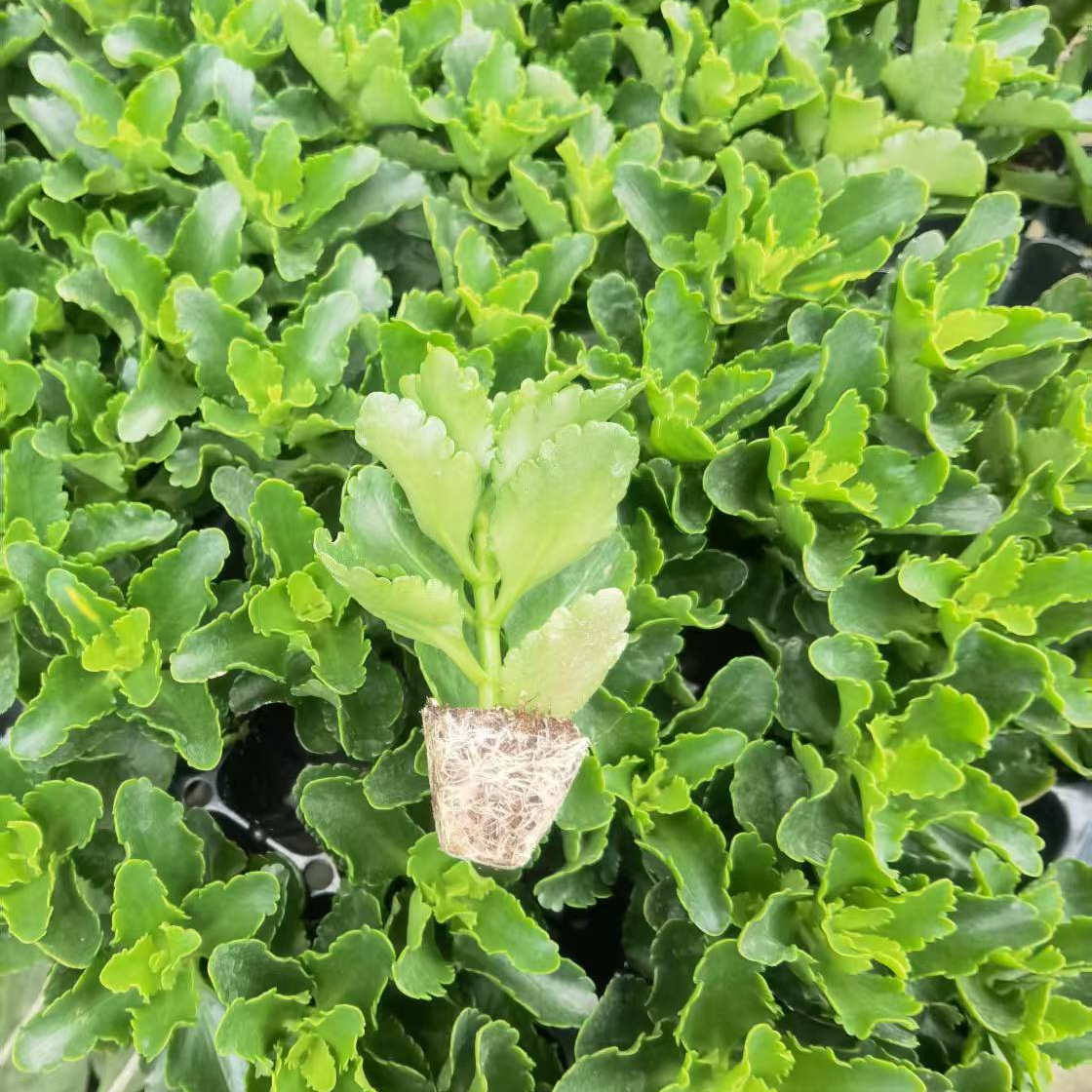 福袋长寿花随机一盆