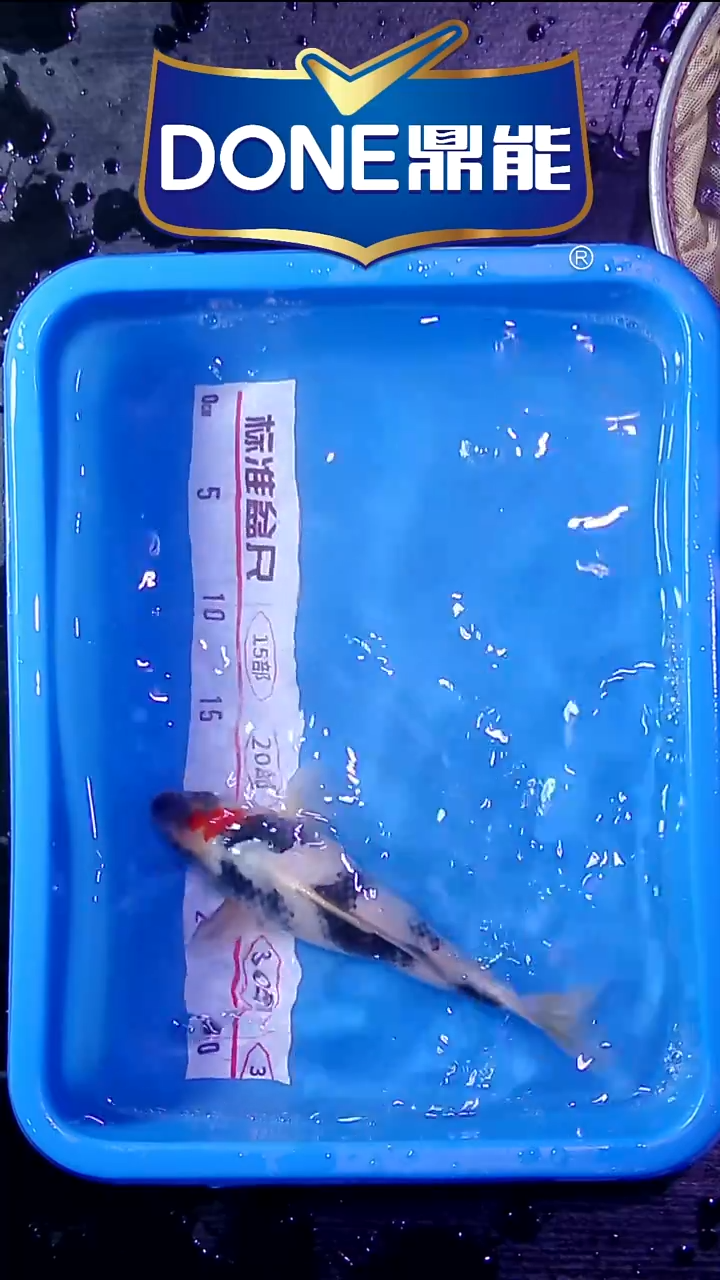 锦鲤直播间菁选 对版发货 6号