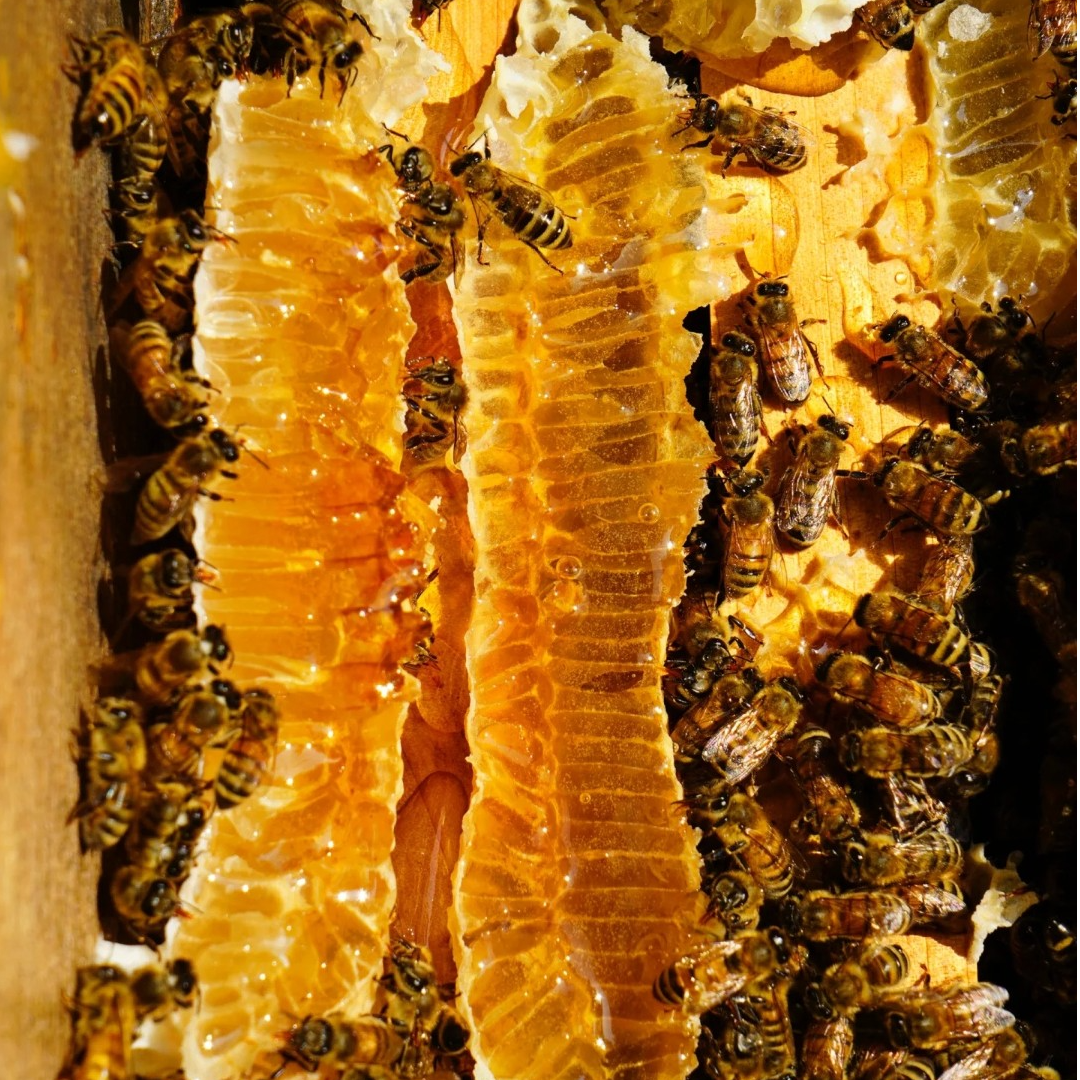 密云纯天然野生蜂蜜