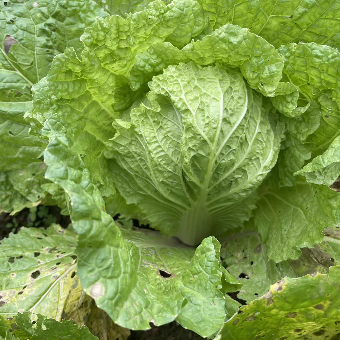 大白菜甜白菜重庆农家自种露天蔬菜新鲜蔬菜大小白菜现砍现发