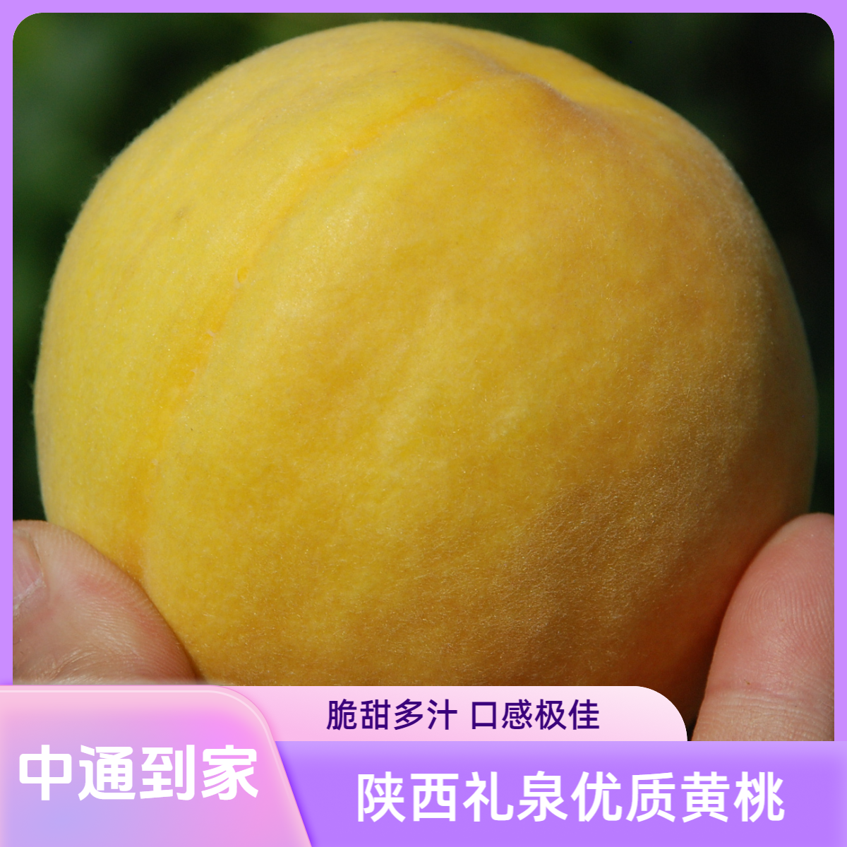 陕西礼泉西瑞黄桃 脆甜多汁果农直发中通到家 坏果包赔