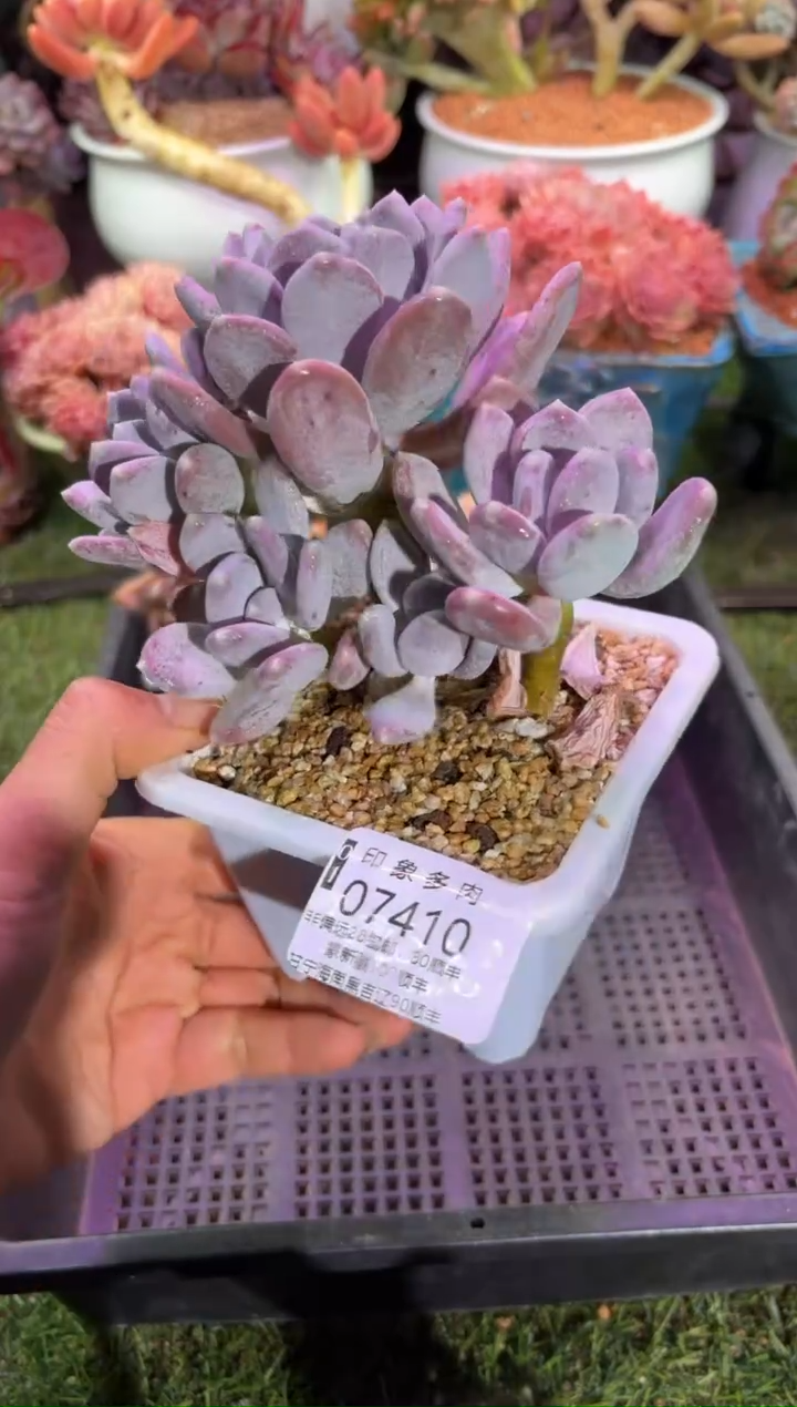 【闪购商品】07410