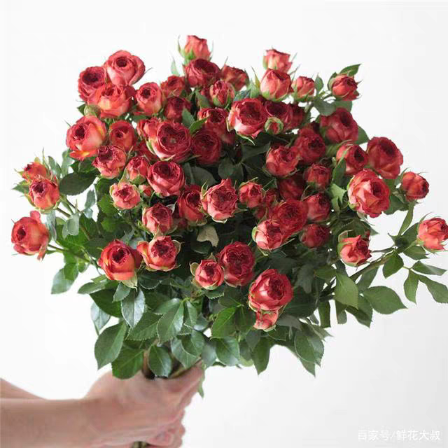 巧克力泡泡多头切花玫瑰盆栽月季花苗阳台露台庭院丰花耐热花期长