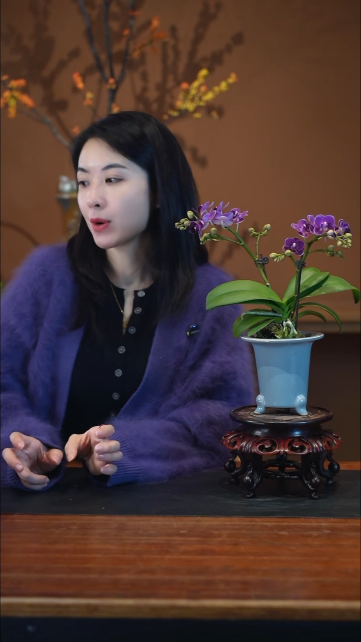 全部花朵蝴蝶兰蓝灰盆景盆景盆景