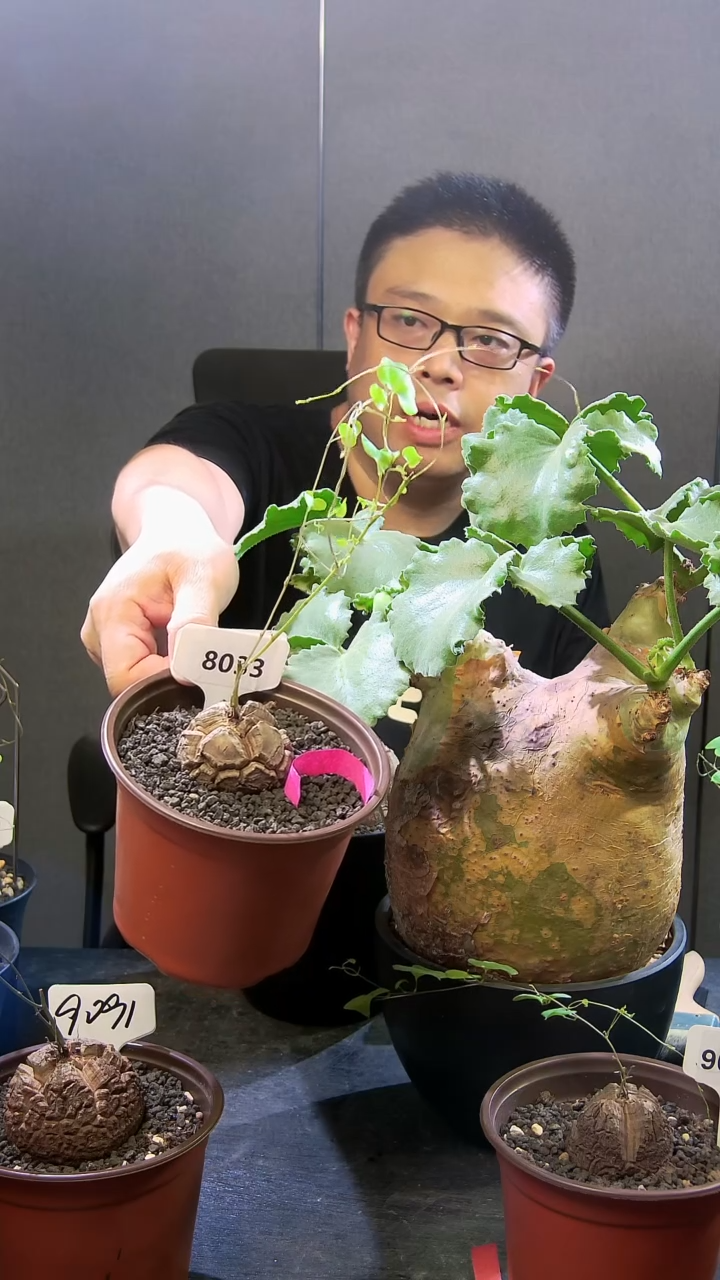 小****?8033号824甄选南非龟甲龙单颗送爬藤架子一个