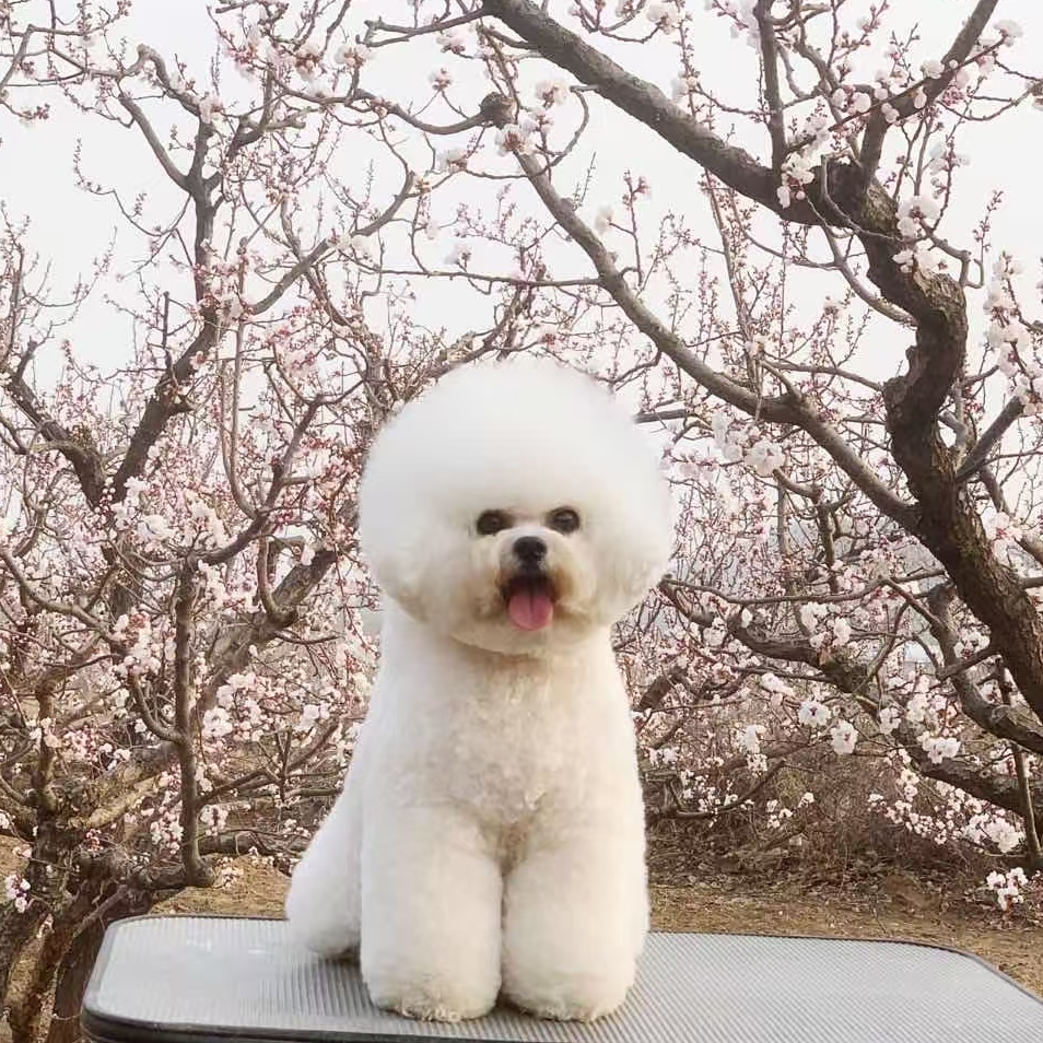 西安 cc家的熊专业单品种比熊犬舍全款链接 仅支持平台交易