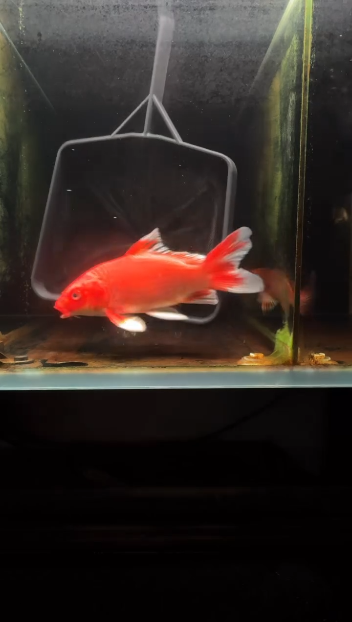 蝴蝶鲤鱼珍****@红蝴蝶鲤