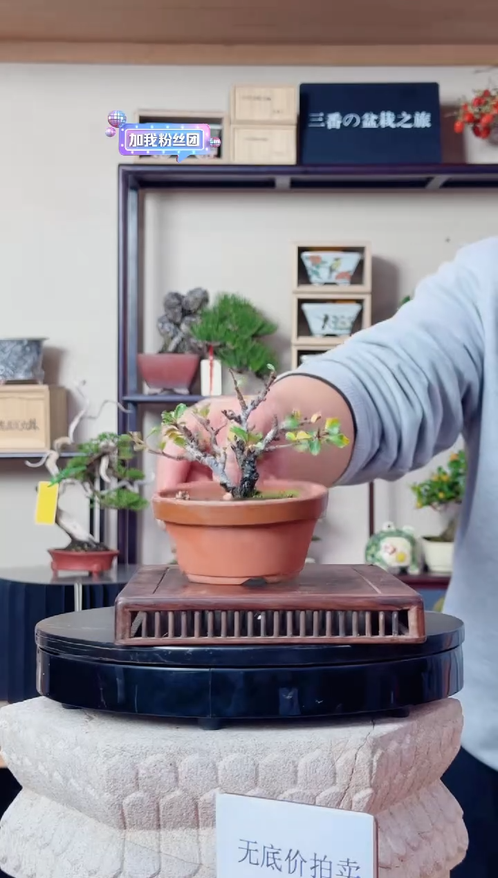 无花朵佟*为20251219无底价长寿梅