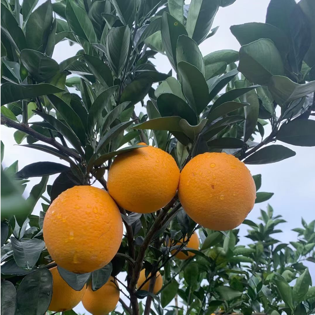 江西赣南脐橙当季新鲜现摘手剥甜橙子整箱发货