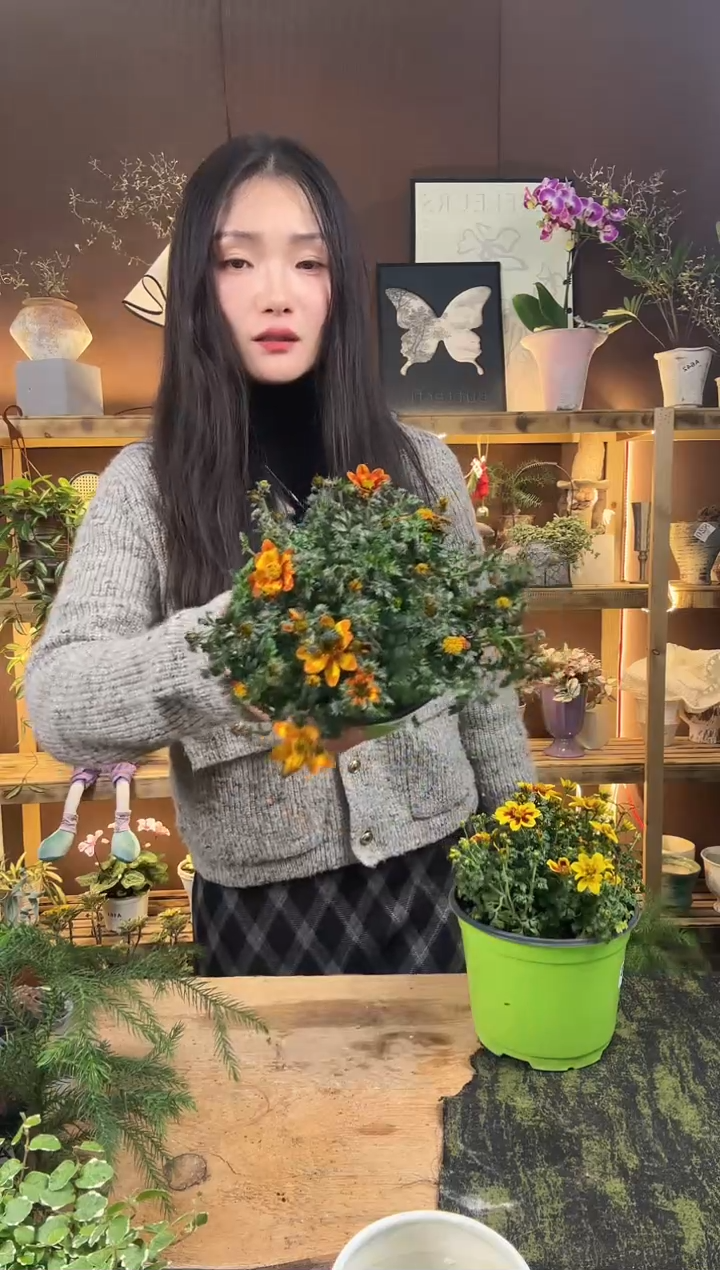 无花朵鬼针草242育苗盆
