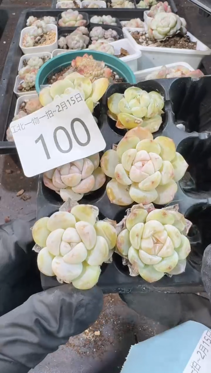 【闪购商品】100号到手1框--江北一物一拍