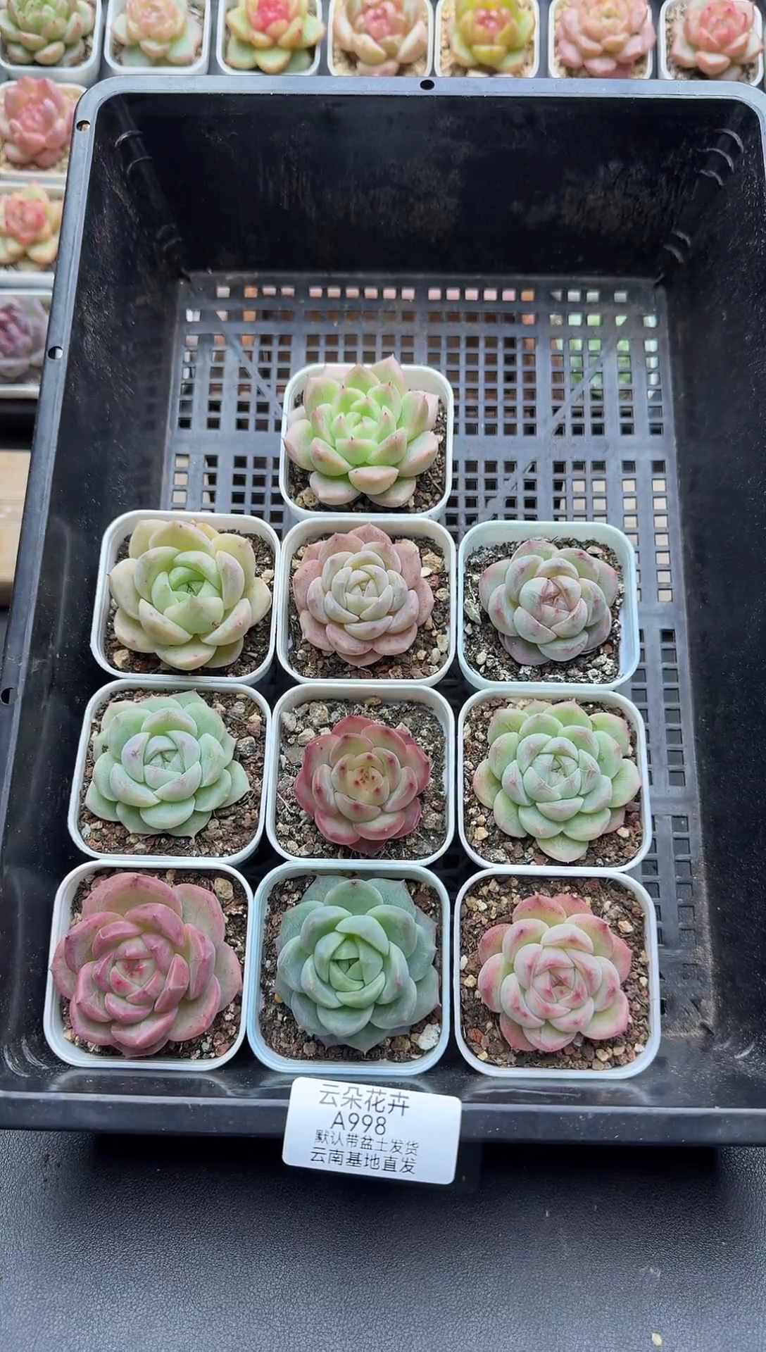 珍妮杂交多肉A998