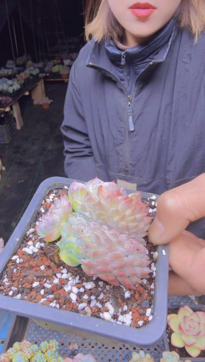 喵*七505露西缀一物一拍